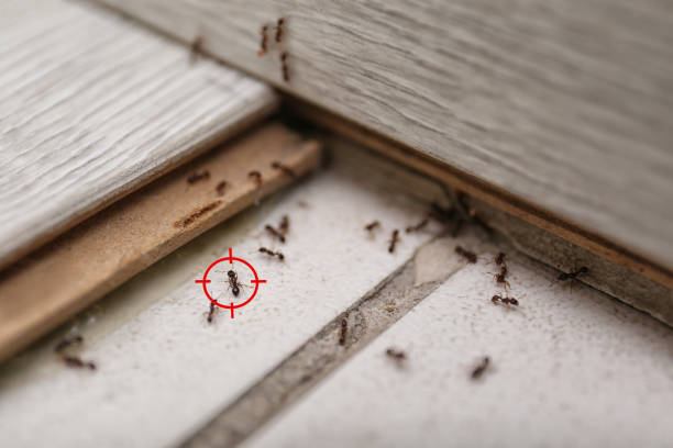 Pest Control for Restaurants in Snow Hill, NC